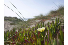 سيارة التراث
